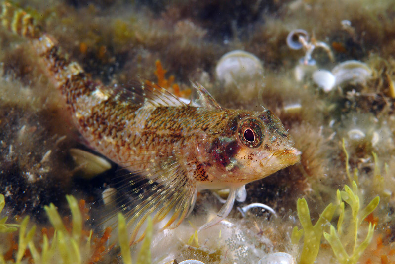 Tripterygion tripteronotus